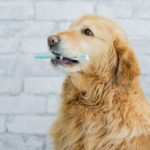 dental care for pets In Jackson, GA