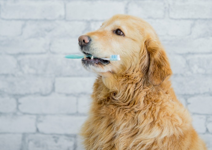 dental care for pets In Jackson, GA