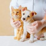 Veterinarians In Jackson GA