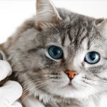 Affordable Vet Services In Jackson, GA