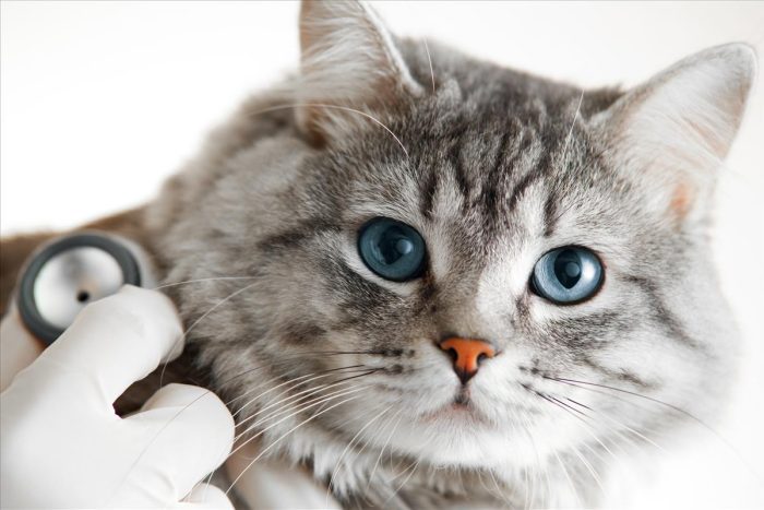 Affordable Vet Services In Jackson, GA