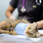 Veterinary Care In Jackson, GA