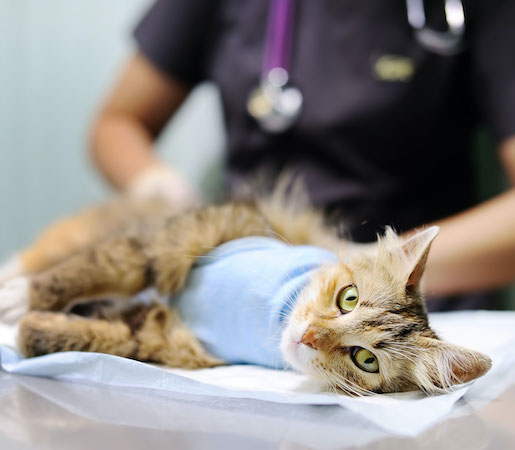 Veterinary Care In Jackson, GA