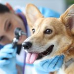 Pet Wellness Exams In Jackson, GA