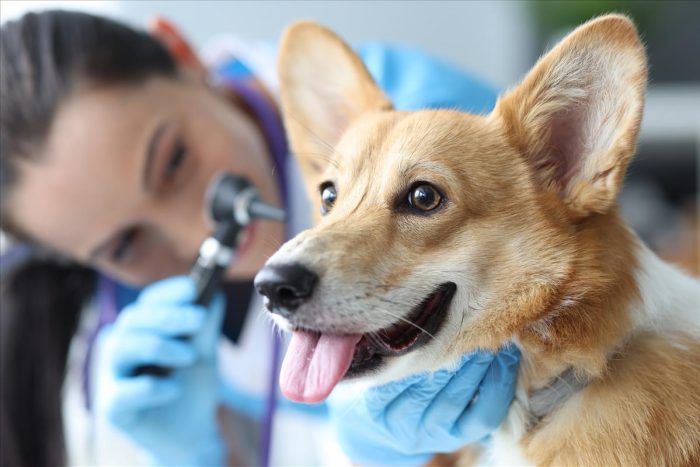 Pet Wellness Exams In Jackson, GA